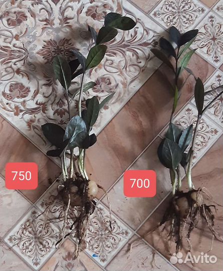 Замиокулькас черный равен