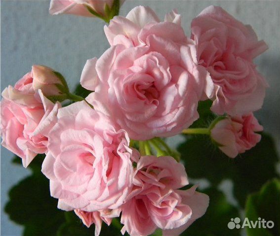 Герани сортовые