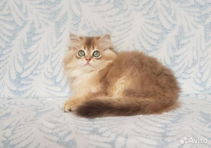 Британская длинношерстная шиншилла