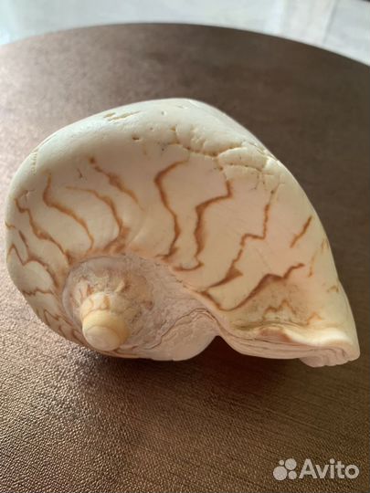 Морские раковины и звезды