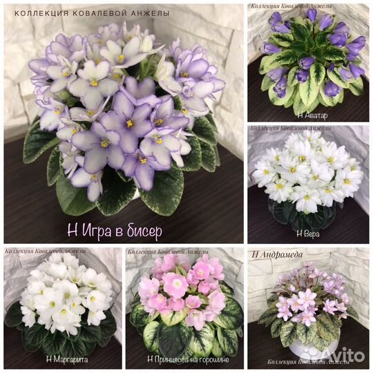 Фиалки детки (мини и полумини)