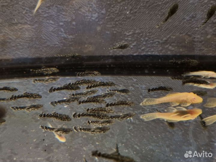 Сом Анциструс