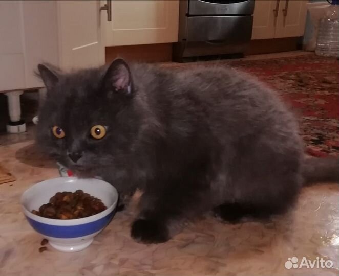 Британский кот