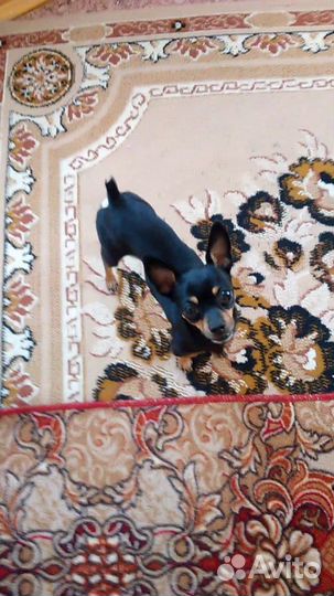 Вязка, той-терьер