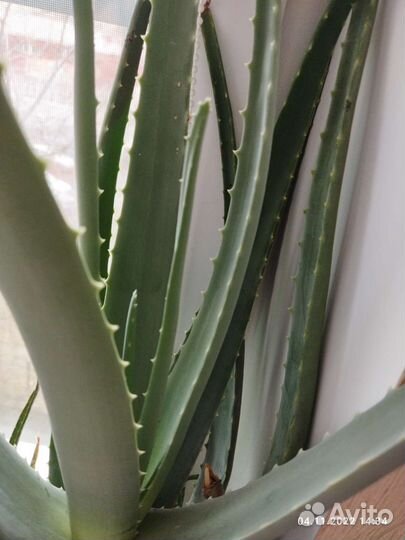 Алоэ вера 6 лет с отростками