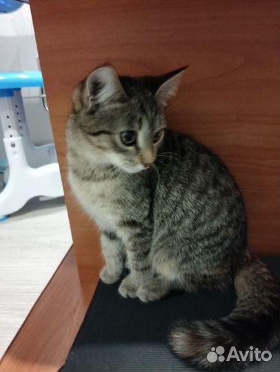 Кошечка в добрые руки