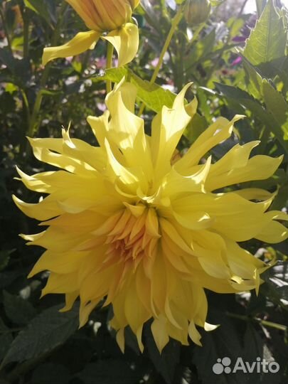 Георгин Хапет Голден Ник