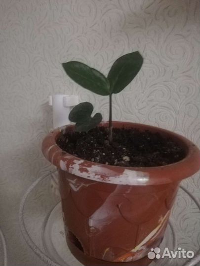 Замиокулькас