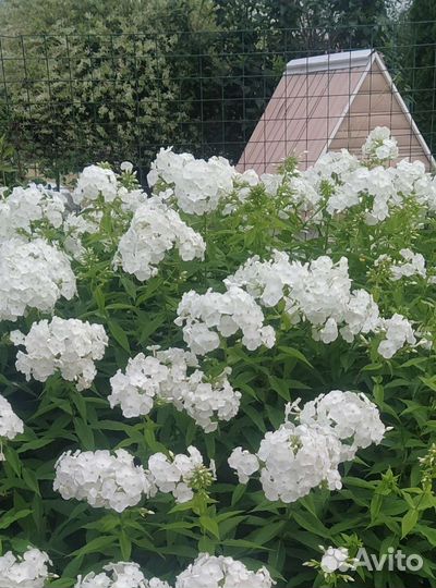 Флоксы. Предзаказ для осенней посадки