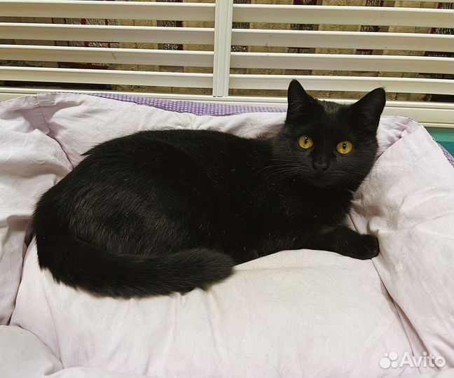 Кошечка в добрые руки