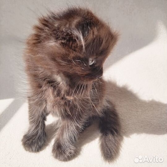 Вислоухая кошечка