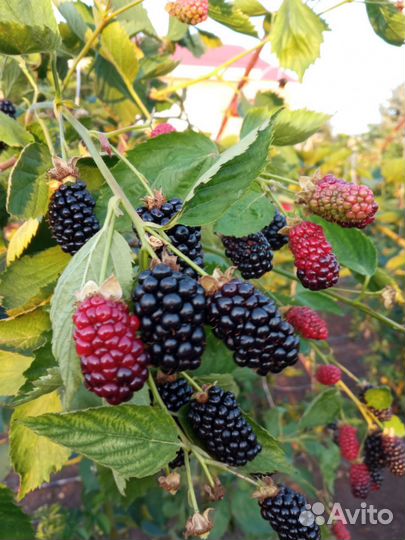 Ежевика натчес