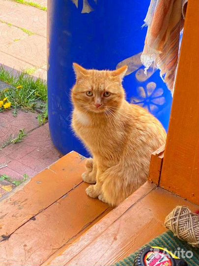 Рыжий котик ищет дом