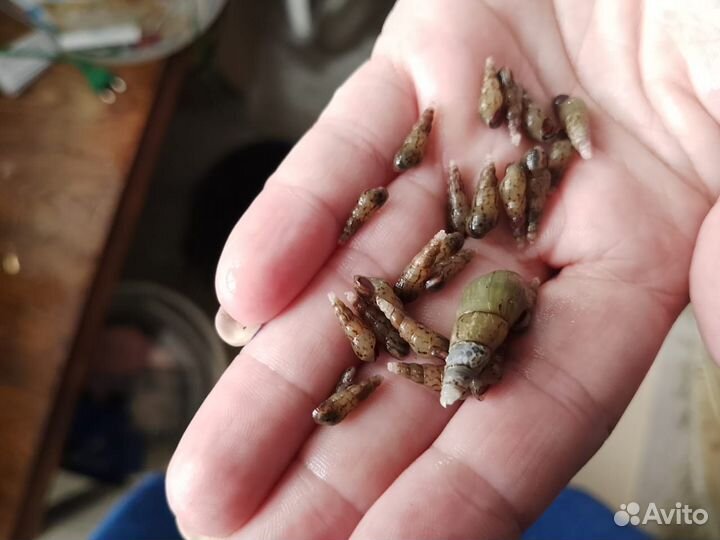 Аквариумные рыбки