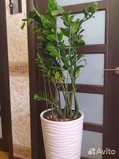 Замиокулькас