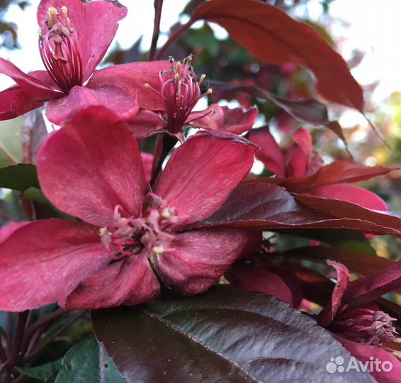 Яблоня декоративная Роялти