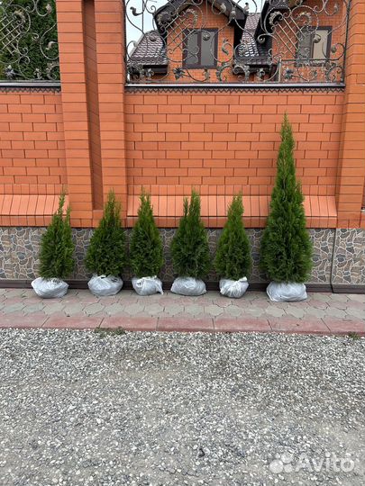 Туя смарагд