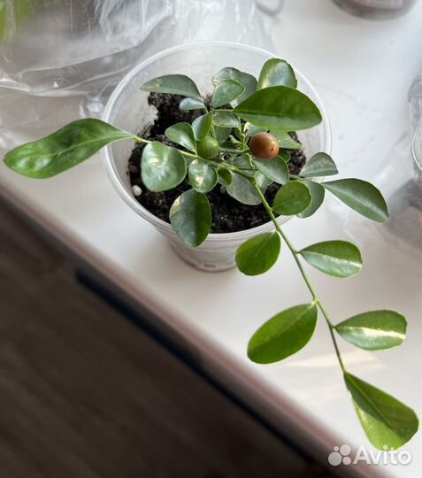 Мурайя метельчатая (молодой саженец)