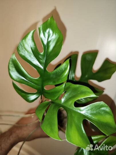 Рафидофора, tetrasperma, мини монстера