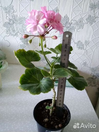 Пеларгония / герань