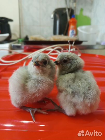Цыплята Амераукана лаванда