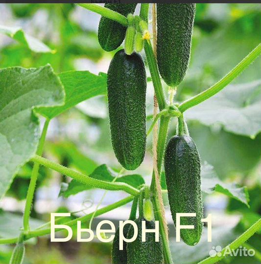 Семена огурцов Герман, Амур, Бьерн
