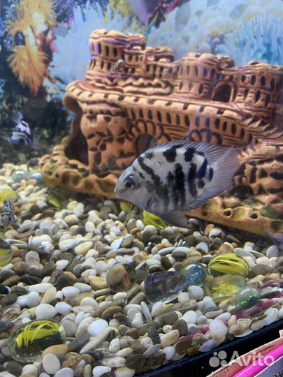 Рыбка сапфировый попугай