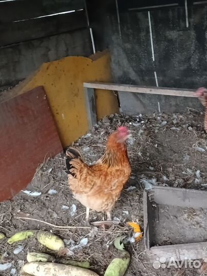 Куры несушки продам