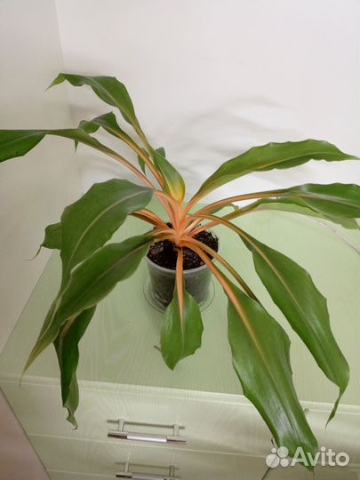 Хлорофитум оранж