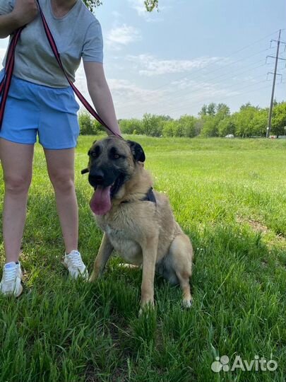 Собаки в дар бесплатно