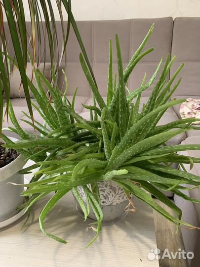 Комнатные цветы драцена