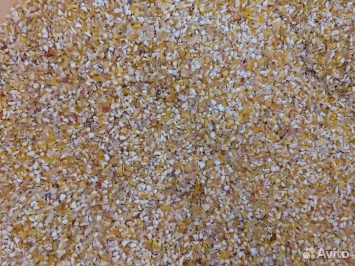 Кукурузная крупа, старт, рост