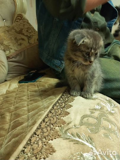 Кошки в добрые руки