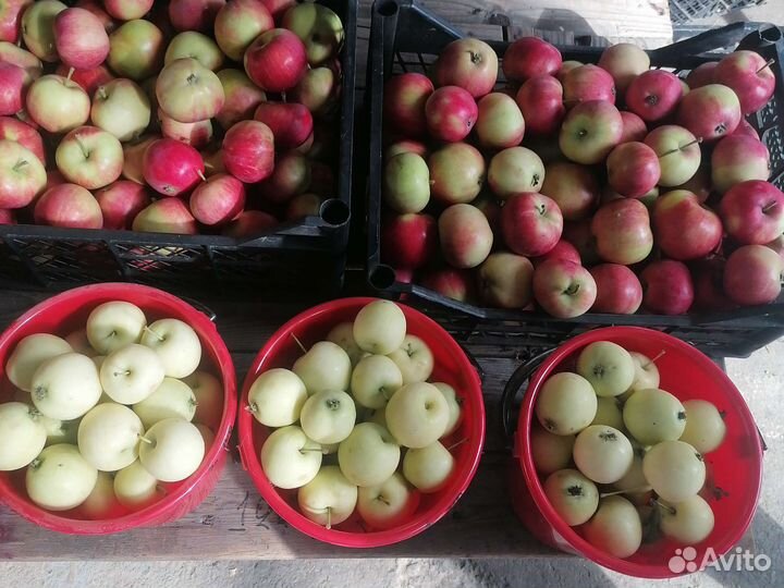 Грибы лисички свежие