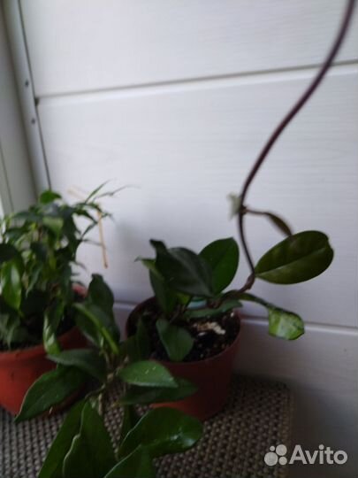 Фикус, хойя