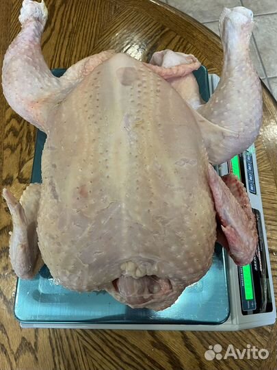 Мясо домашнего бройлера