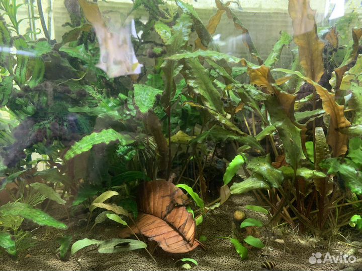 Рыбки и растения