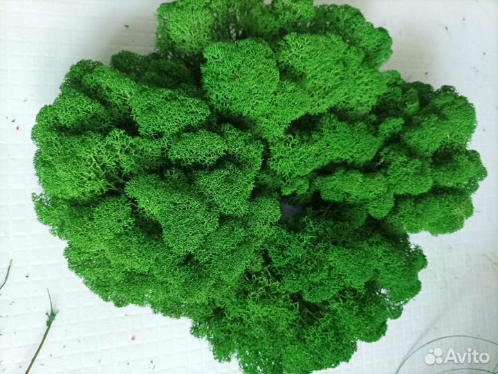 Мох Ягель стабилизированный 1 кг