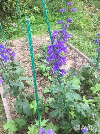 Многолетние садовые цветы