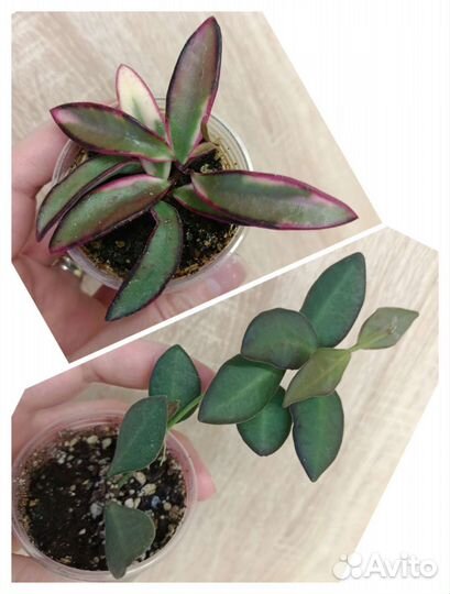 Хойя ан-074 silver и другие редкие хойи