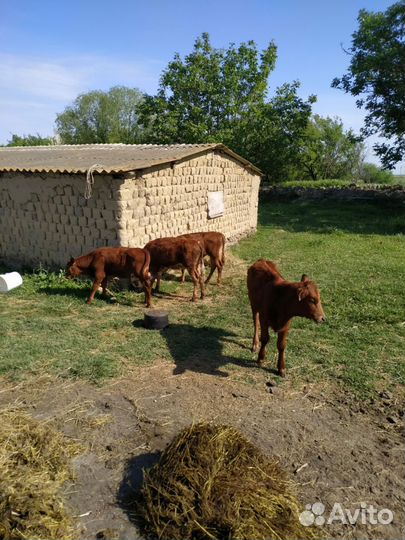 Коровы и телки