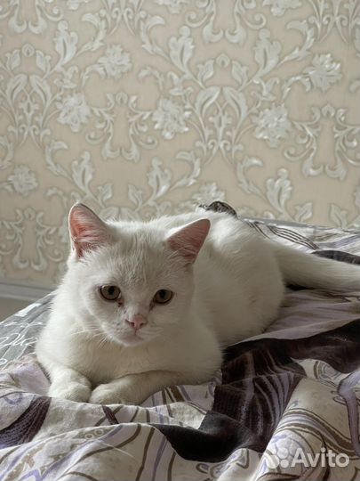 Белый пушистый котенок