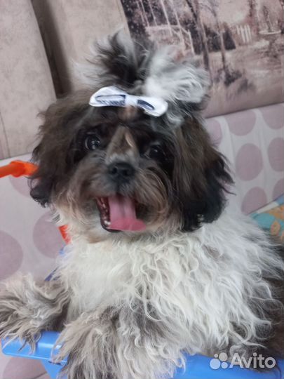 Собака ши-тцу