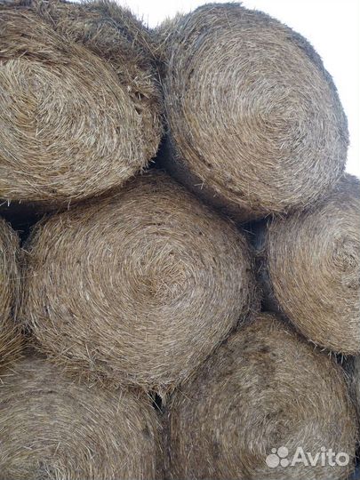 Солома пшеничная