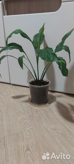 Спатифиллум