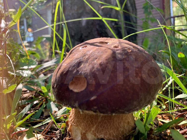 Коттедж 300 м² на участке 21 сот.