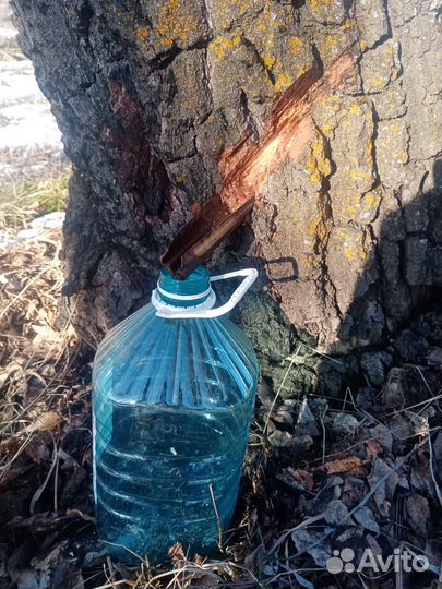 Берёзовый сок