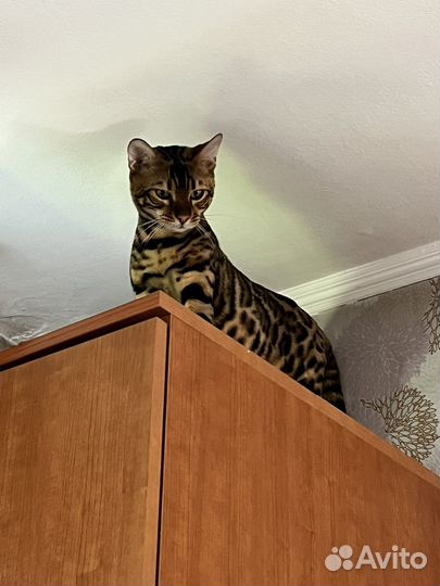 Бенгальский кот