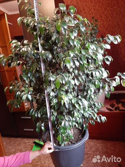 Фикус бенджамина большой