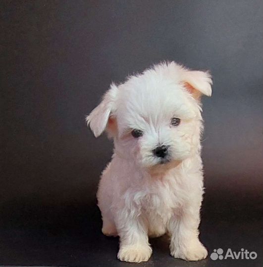 Мальтезе РКФ